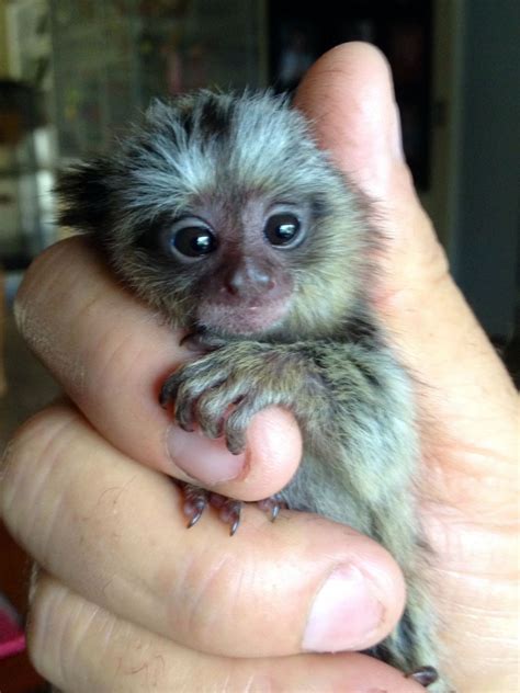 We have two beautiful Marmoset <b>Monkeys</b>, one male one female. . Finger monkey for sale